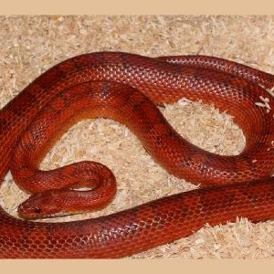 Het Albino corn snake