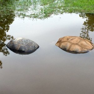 Aldabra Breeders