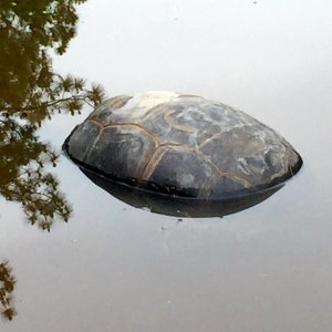 Aldabra Breeders