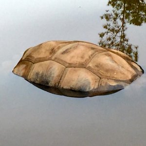 Aldabra Breeders