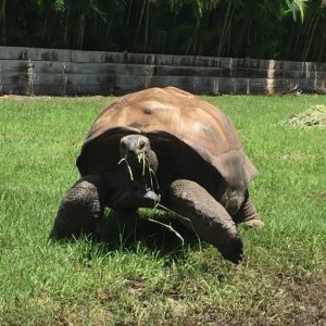 Aldabra Breeders