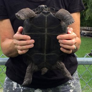 Aldabra Breeders