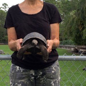 Aldabra Breeders