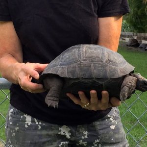 Aldabra Breeders