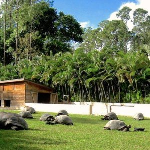 Aldabra Breeders