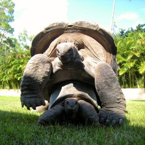 Aldabra Breeders