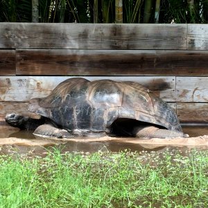 Aldabra Breeders