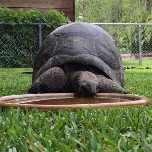 Aldabra Breeders