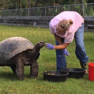 Aldabra Breeders