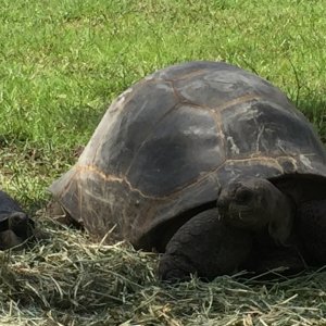 Aldabra Breeders