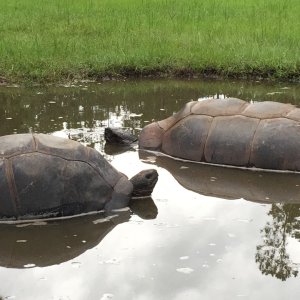 Aldabra Breeders