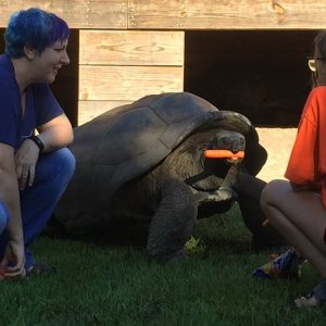 Aldabra Breeders