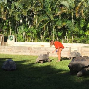 Aldabra Breeders