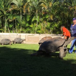Aldabra Breeders
