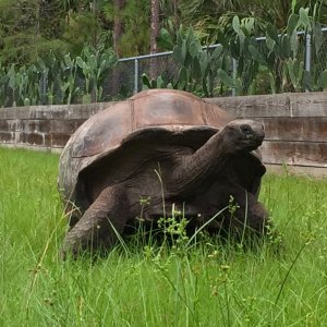 Aldabra Breeders