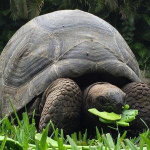 Aldabra Breeders