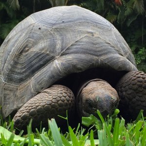 Aldabra Breeders