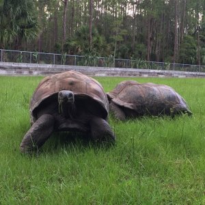 Aldabra Breeders