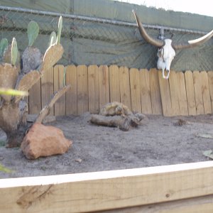 animals_161