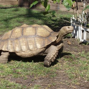 animals_166