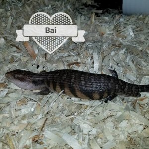 Babies Available