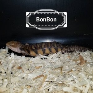 Babies Available