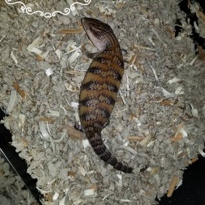 Babies Available