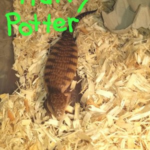 Babies Available