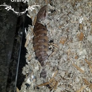 Babies Available