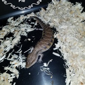 Babies Available