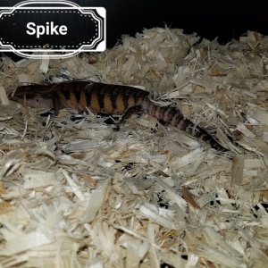 Babies Available