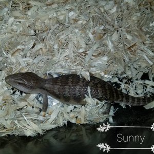 Babies Available