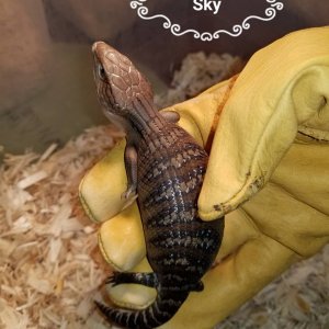 Babies Available