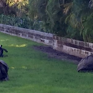 Aldabra Breeders
