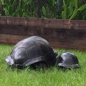 Aldabra Breeders