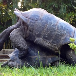 Aldabra Breeders