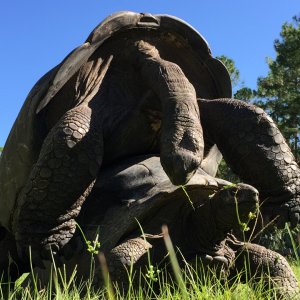 Aldabra Breeders