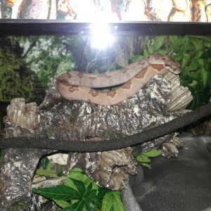 Hypo columbian redtail