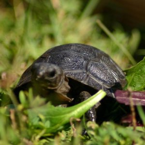 Aldabra Breeders