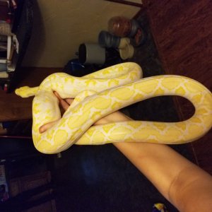 White Phase Retic