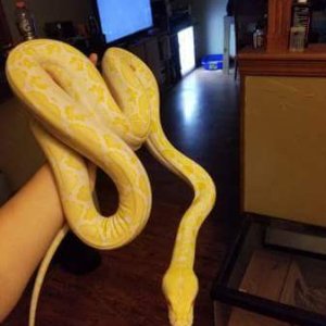 White Phase Retic