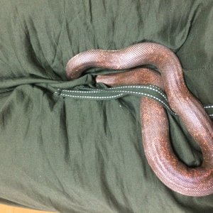 Joe the Indian sand boa