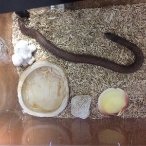 Joe the Indian sand boa