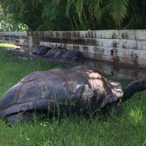 Aldabra Breeders