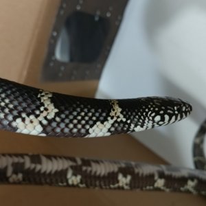 Eastern Chain Kingsnakes