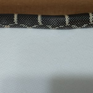 Eastern Chain Kingsnakes