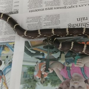 Eastern Chain Kingsnakes