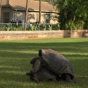 Aldabra Breeders