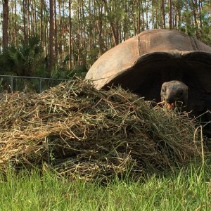 Aldabra Breeders