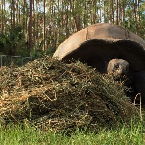 Aldabra Breeders
